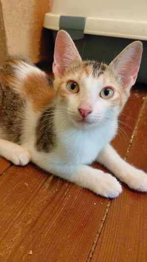 Adopter Rosa