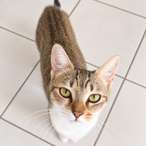Adopter Bonnie 