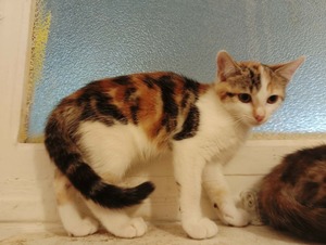 Adopter Buffy
