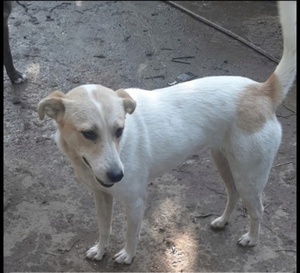 Adopter Maiti