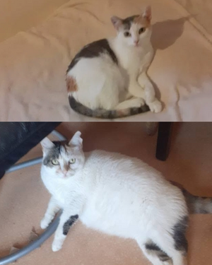 Adopter Mami et Mimi