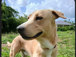 Adopter Kiko