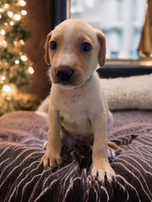 Adopter Kyros