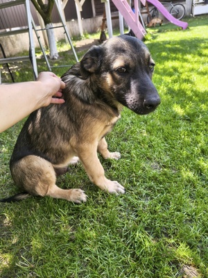 Adopter Arco