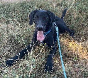 Adopter SCOOBY