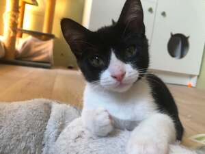 Adopter Rubin