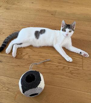 Adopter Ado