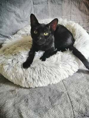 Adopter BISCOTO et BANDANA