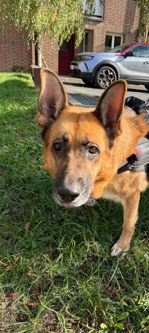 Adopter Daya