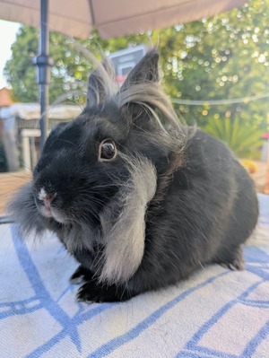 Adopter Pepsy