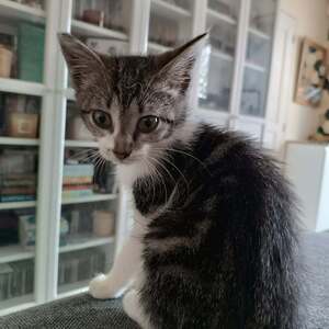 Adopter Byron