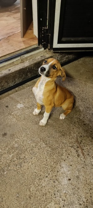 Adopter Tipo
