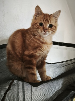 Adopter Semoule