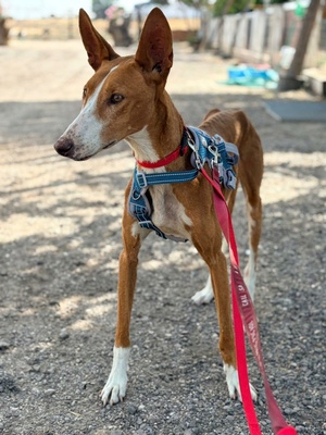 Adopter ibiza