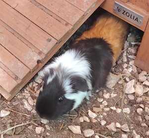Adopter Sedici