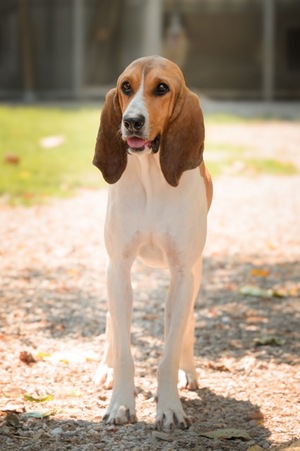Adopter BOULETTE