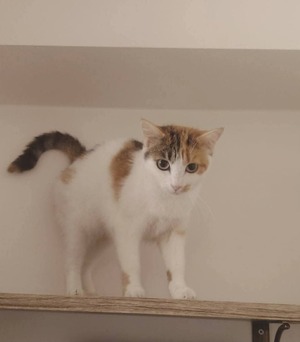 Adopter Lucinda