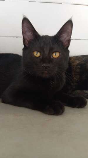 Adopter Nougatine