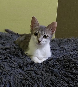 Adopter Loulou