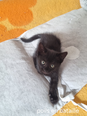 Adopter Bornéo