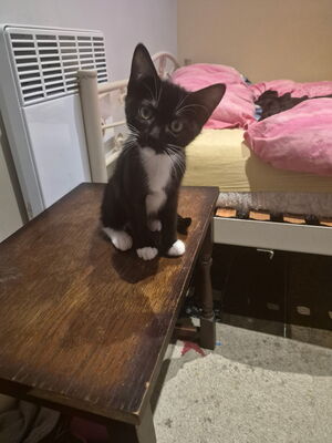 Adopter STRIPE ET DOT