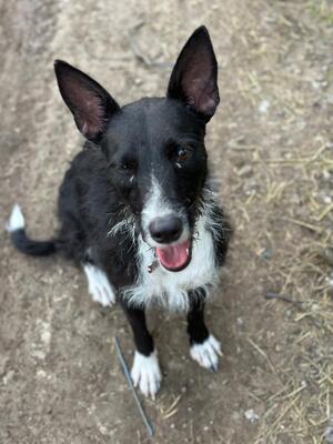 Adopter CONNIE