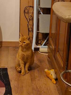 Adopter Bipsy