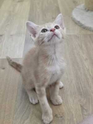 Adopter Maïko
