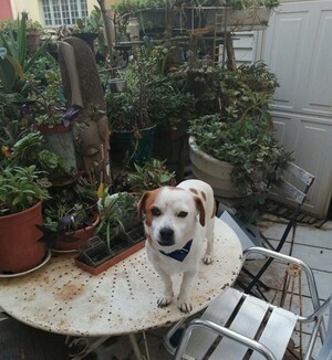 Adopter chayton
