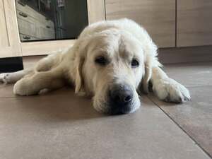 Adopter Max