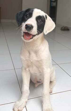 Adopter Billy