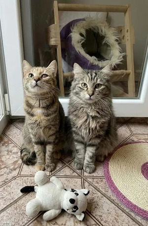 Adopter Mirabelle et Funny