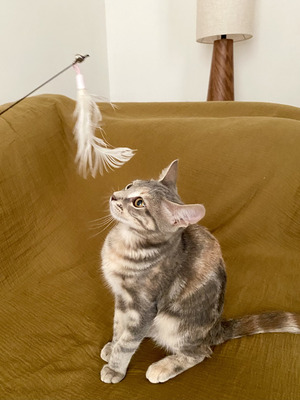 Adopter Brisa
