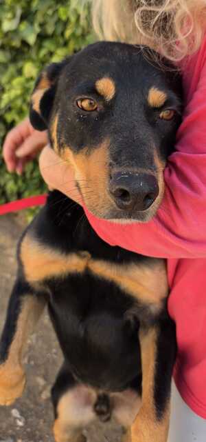Adopter Yori