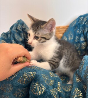 Adopter BALADE