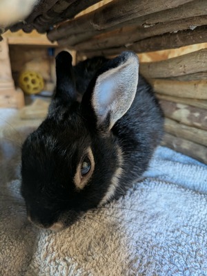 Adopter Nyx