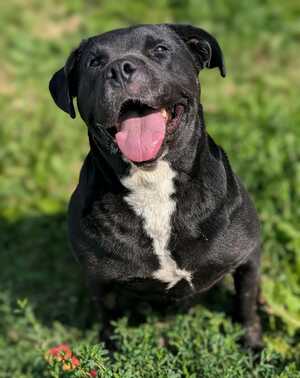 Adopter Trudy