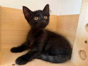 Adopter BUENO
