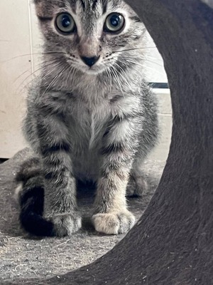 Adopter Kitty