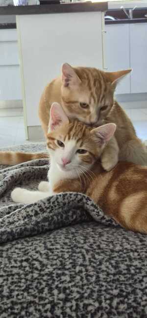 Adopter Bagel et Brownie