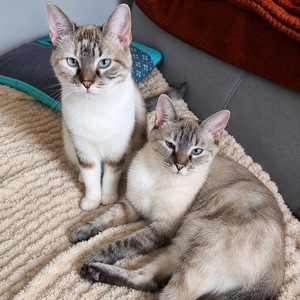 Adopter Mochi et Squishy