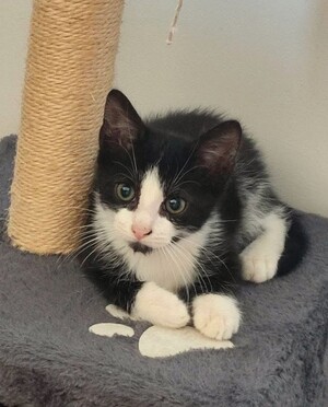 Adopter Verso