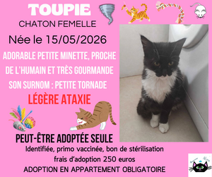 Adopter Toupie