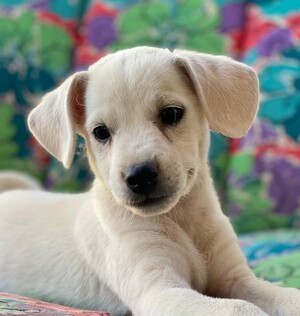 Adopter Lucky