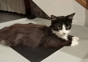 Adopter MOUFETTE