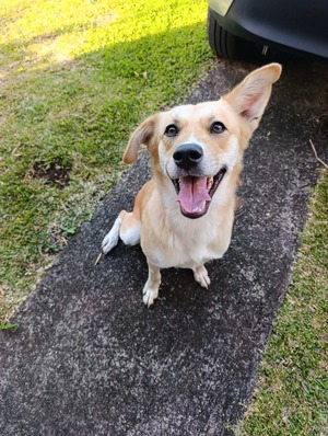 Adopter Canelle