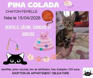 Adopter Pina colada