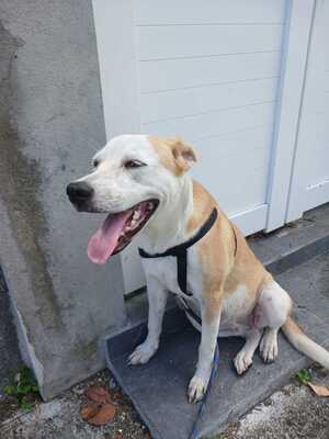 Adopter Alba