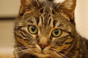 Adopter Athena