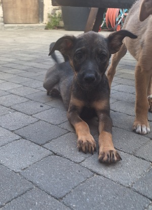 Adopter Toumblack
